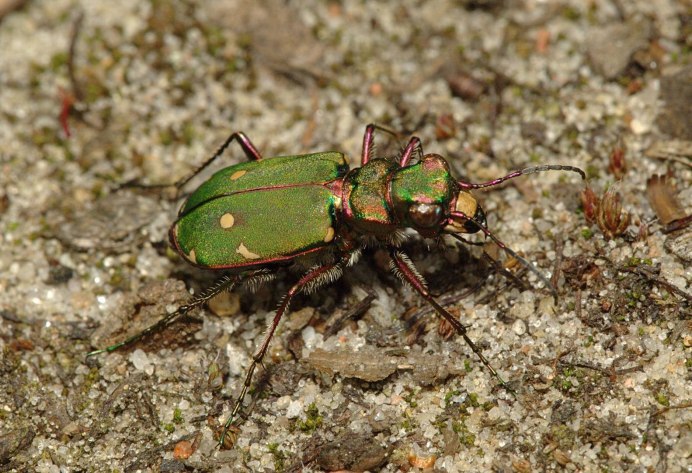Cicindela chinensis