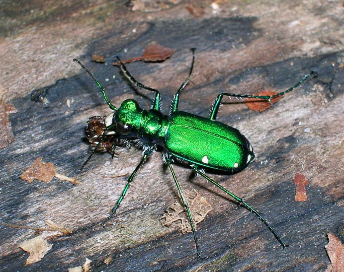 Cicindela Campestris