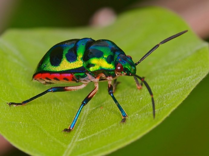 Pachybrachis Tridens