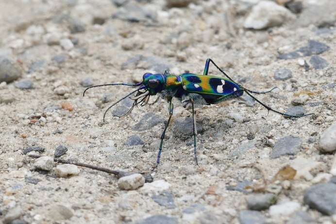 Tiger Beetle