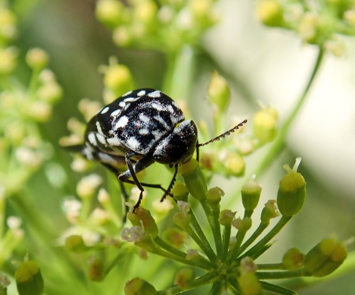 Жужжалеца Cicindela clathartus