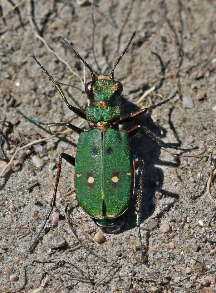 Кузнечик Dactylotum bicolor