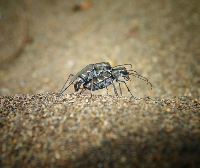 Жук Cicindela