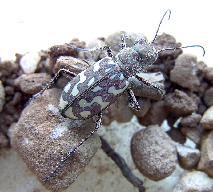 Gromphadorhina grandidieri
