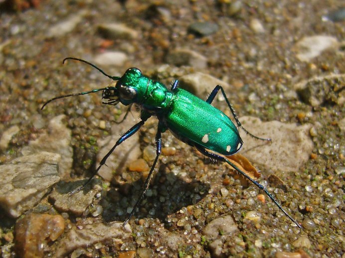 Australian Tiger Beetle