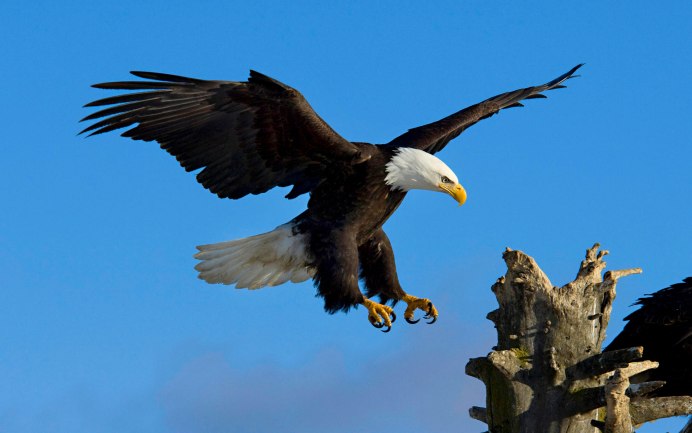 Bald Eagle