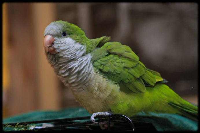 Parrot as a Pet