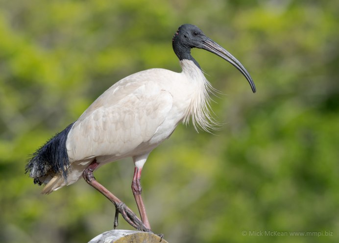 Threskiornis spinicollis
