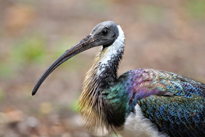 Threskiornis spinicollis