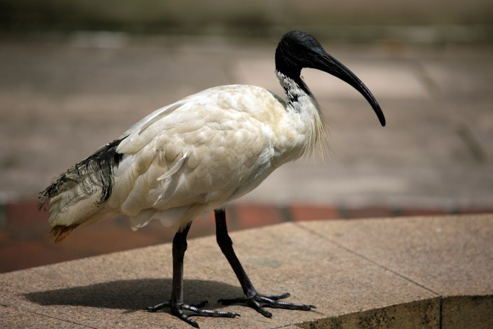 Птица Threskiornis solitarius