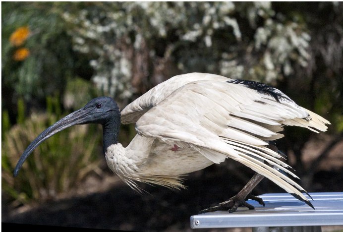 Threskiornis spinicollis