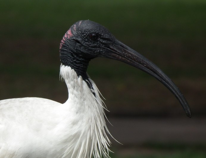 Australian White