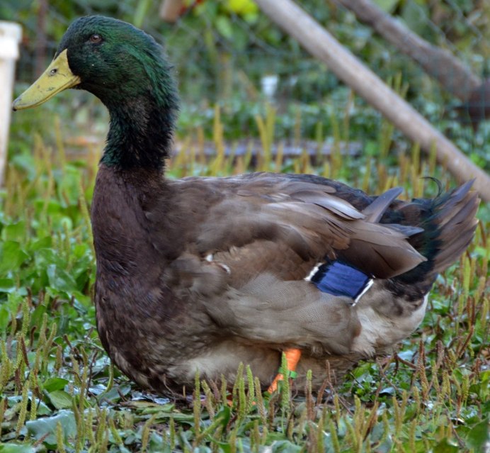 Порода утка пекинская стар53