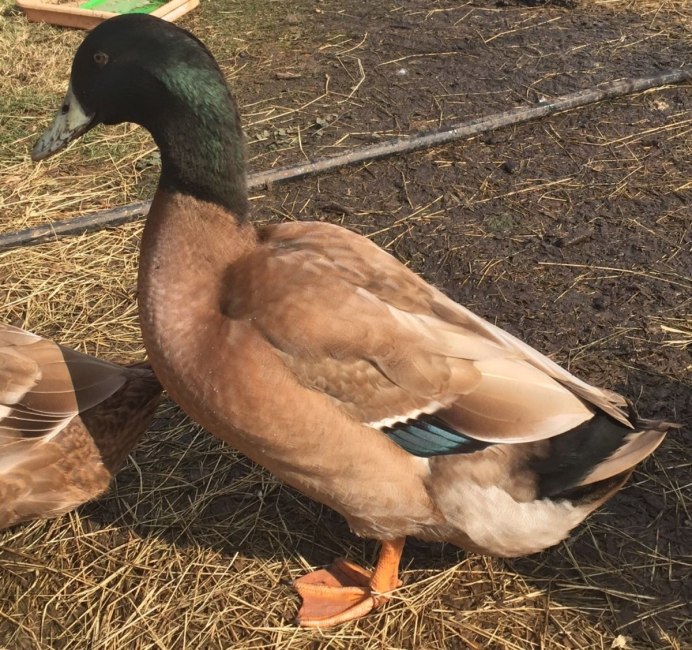 Порода утка пекинская стар53