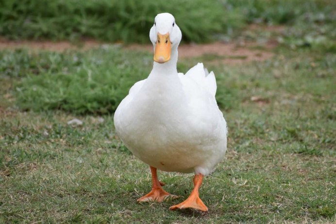 Утка породы черри Велли