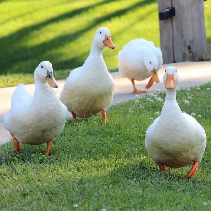 Утки породы индийский бегунок