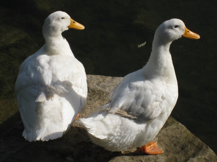 Утки породы черри Велли