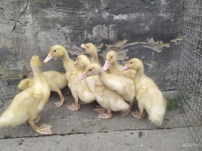 Утки голубой Фаворит