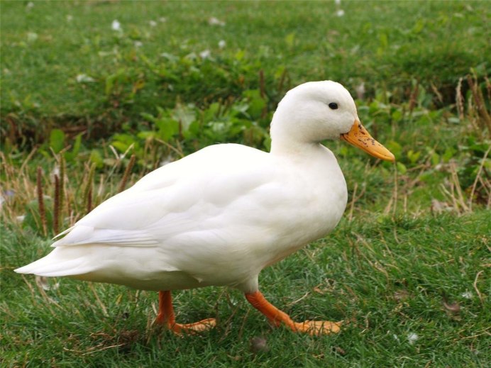 Гибрид утки и индейки