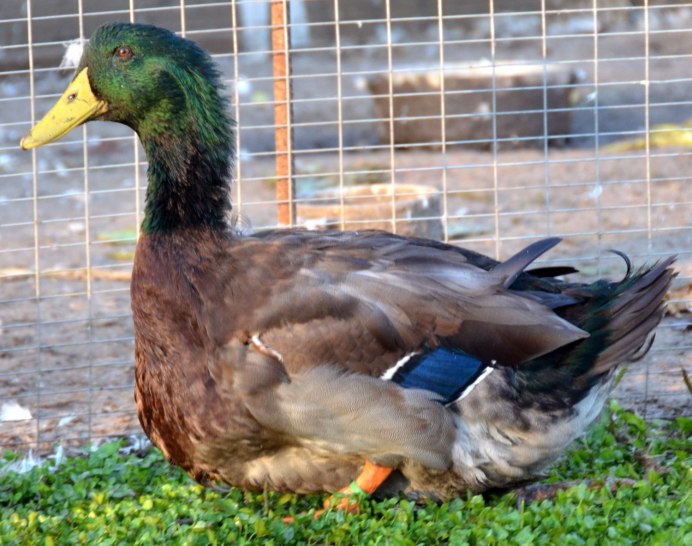 Французская порода уток