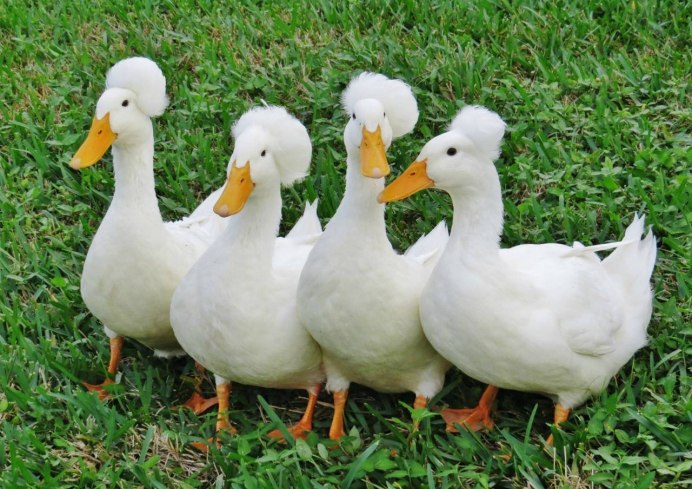 Французская утка Стар 53