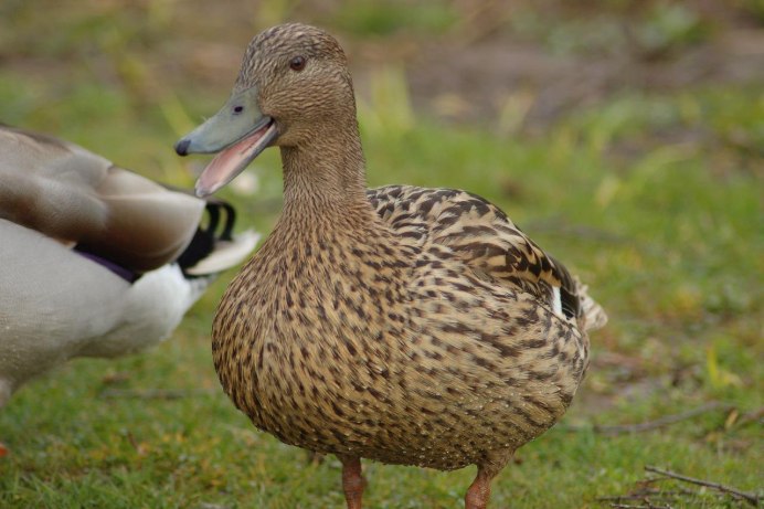 Французская утка