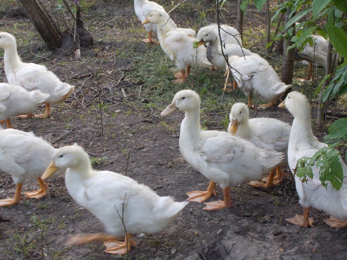 Чарли Верли утки порода