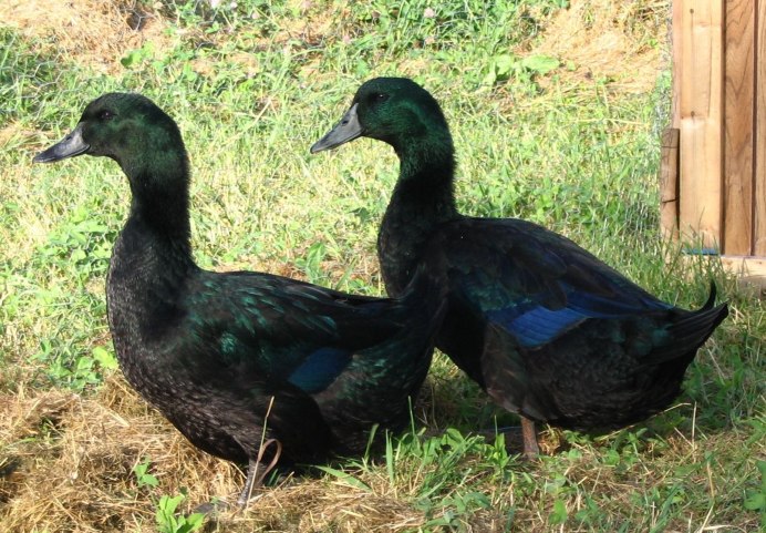 Утки домашние породы