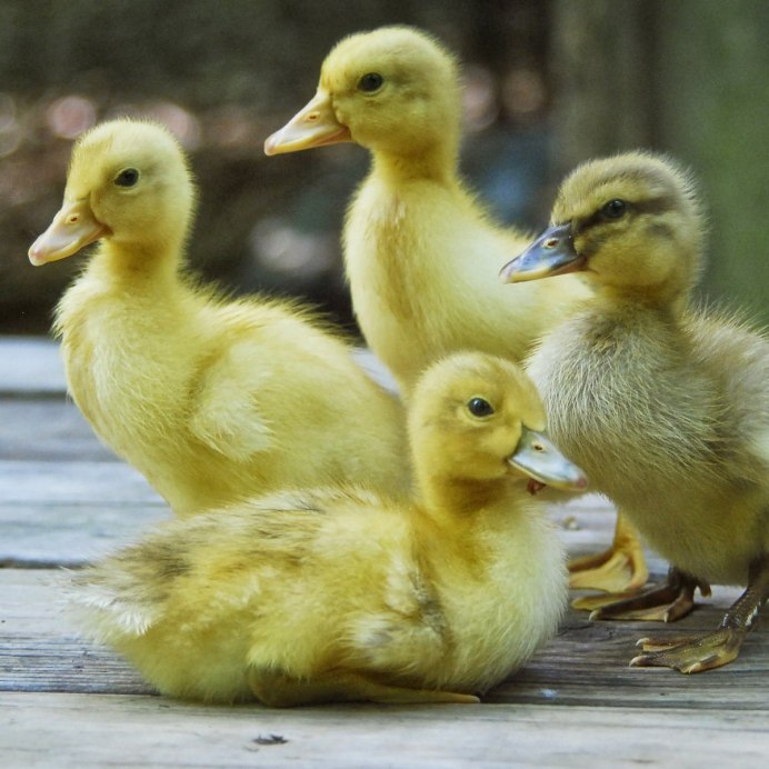 Порода утка пекинская стар53