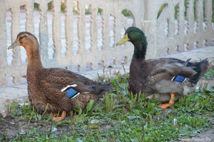 Утята Стар 53