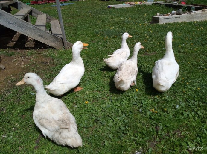 Башкирская мускусная утка