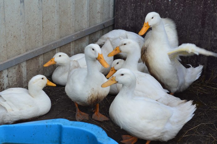 Утки французской породы