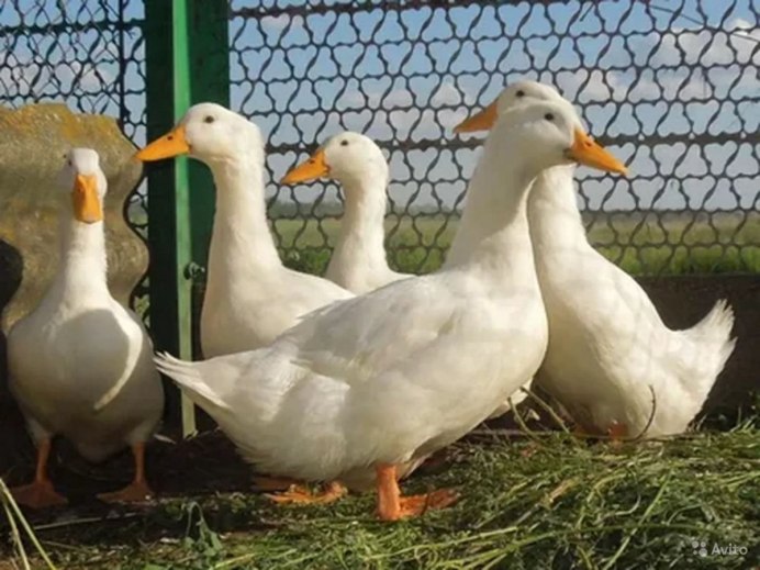 Утята породы черри Велли