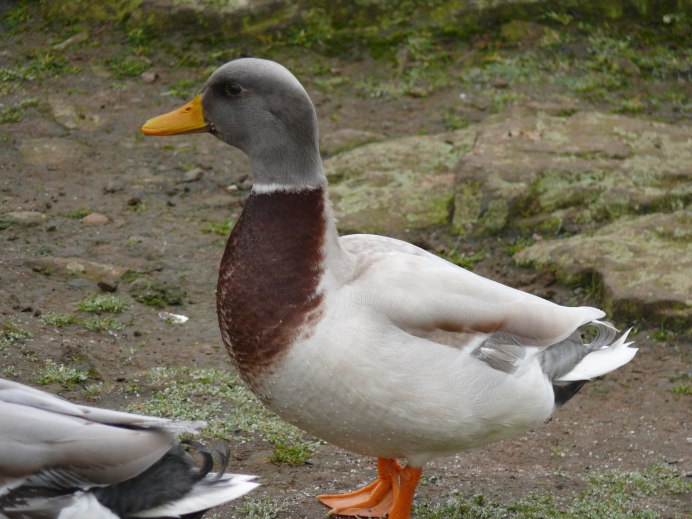 Муларда индоутка пекинская утка