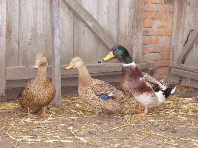 Утята породы пекинская утка