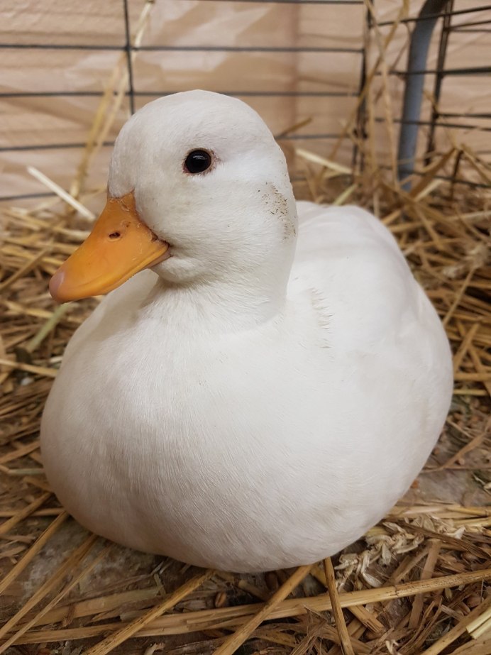 Руанская порода уток