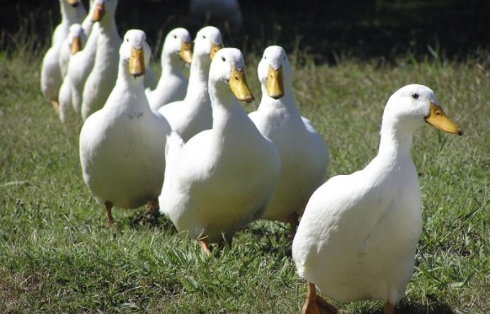 Руанская утка селезень