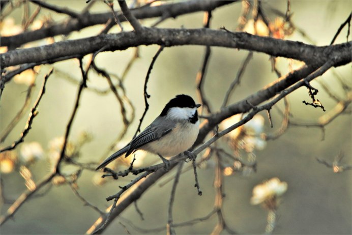 Средиземноморская Славка