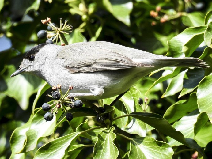 Gray Catbird птица