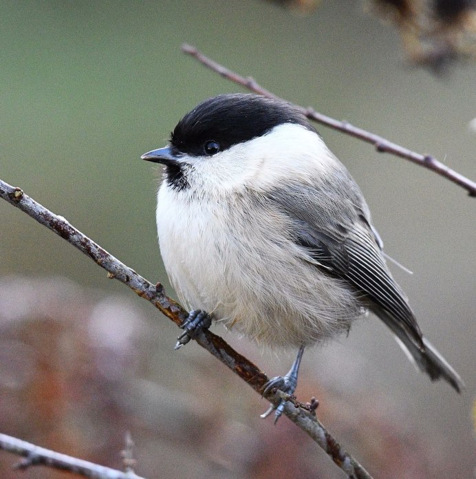 Черноголовая Славка птица