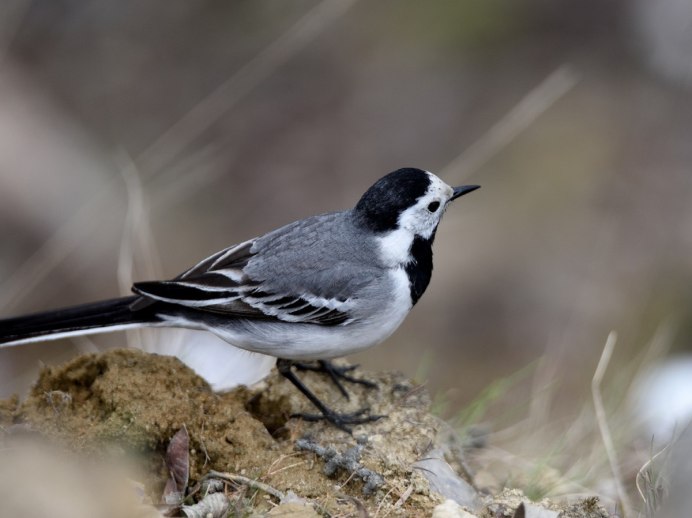 Черношапочная гаичка