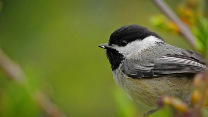 Синичка с черной шапочкой