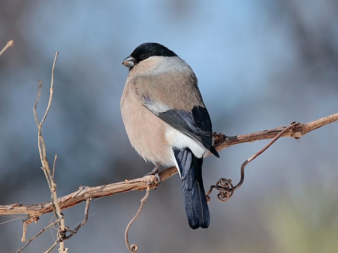 Птица с черной шапочкой