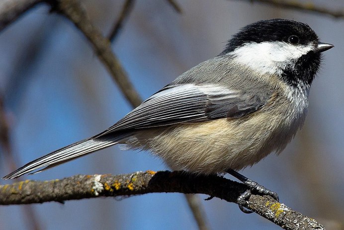 Серая синица с черной шапочкой