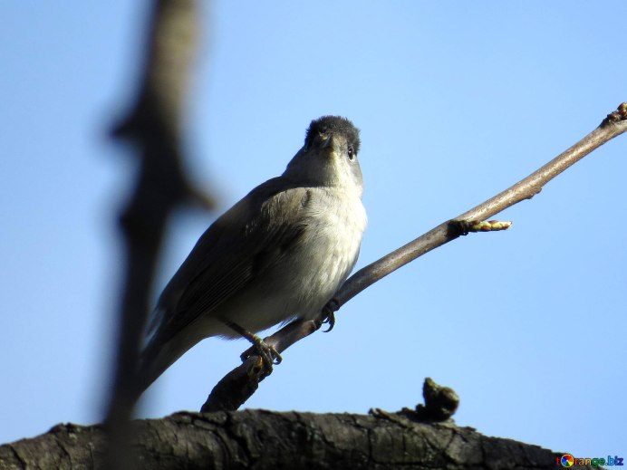 Птица с белой грудкой и длинным клювом