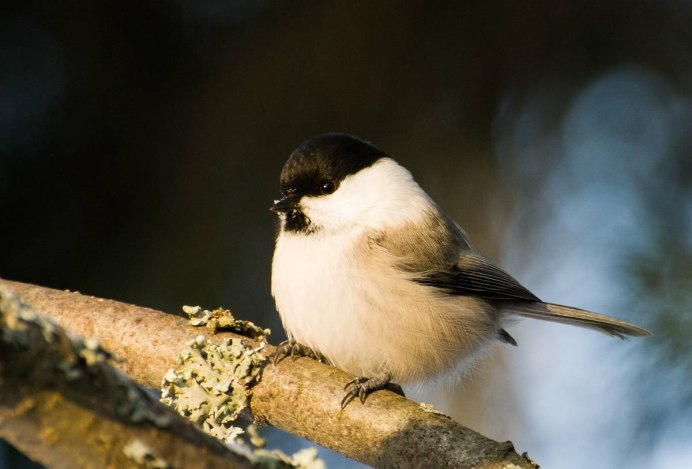 Тайваньская синица