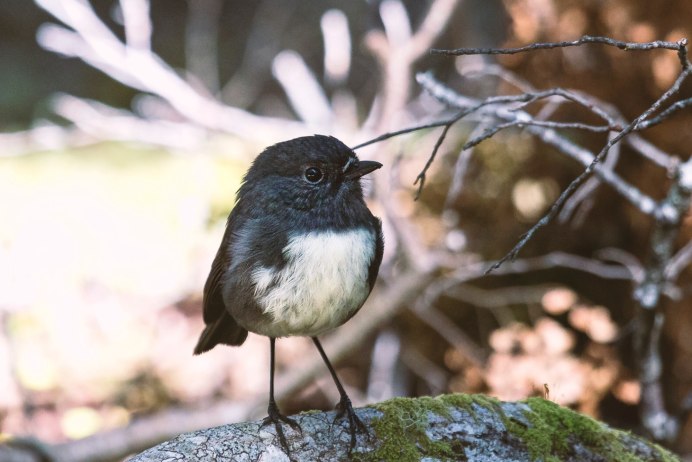 Голубая Иберийская сорока