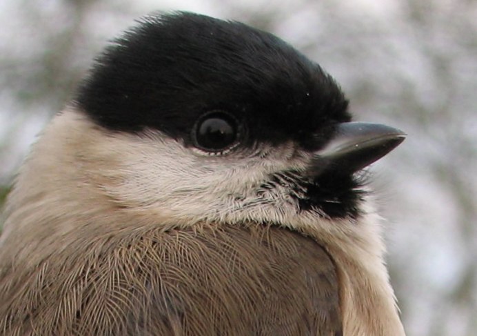 Синица ест воробья