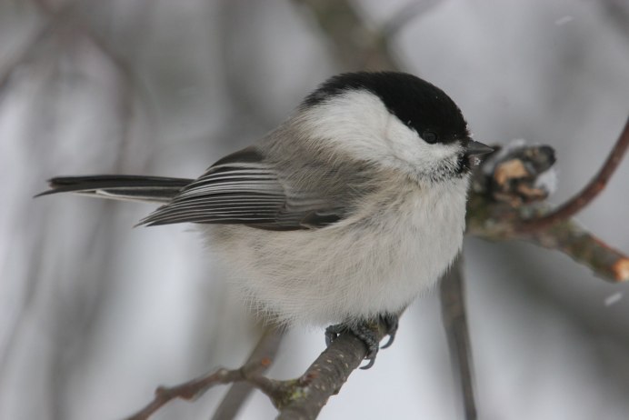 Серая птица с черной головой