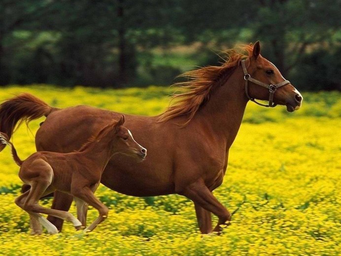 Лошадь с желтым шарфом